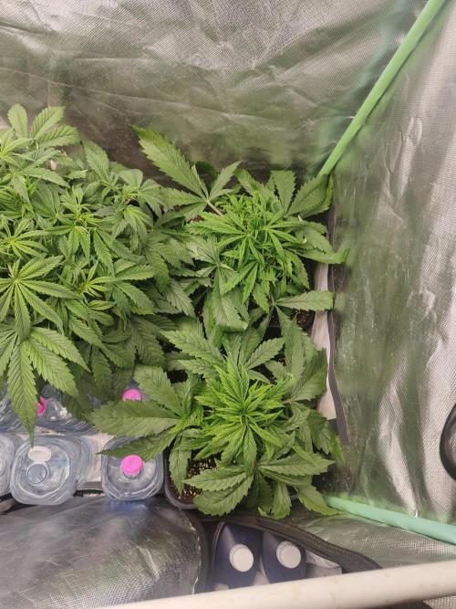 Auraaa. Week 4
