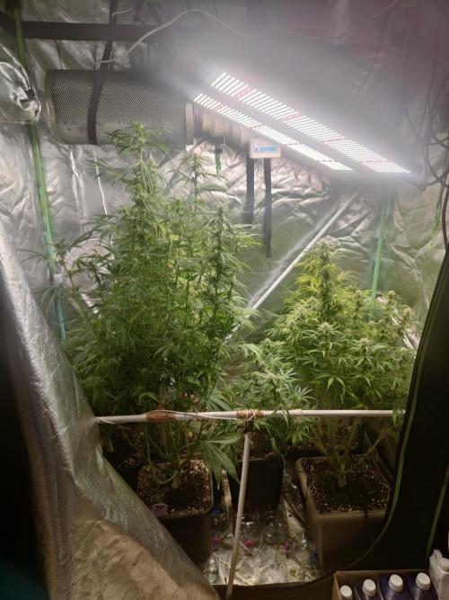 Auraaa. Week 10