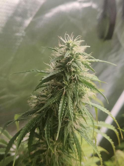 Auraaa. Week 10