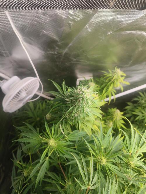 Auraaa. Week 10