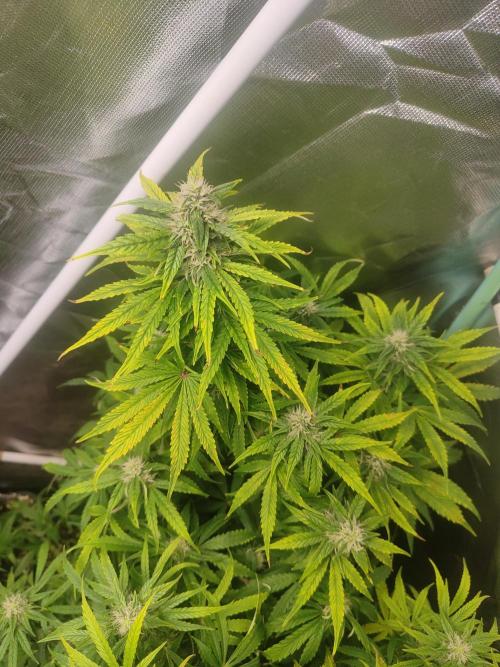 Auraaa. Week 10