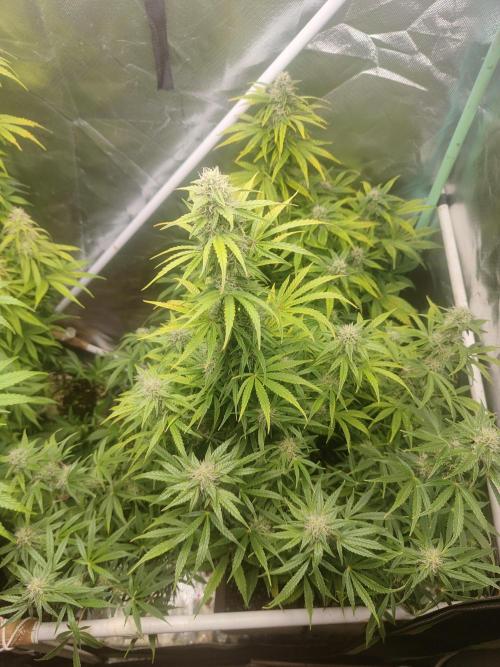 Auraaa. Week 10