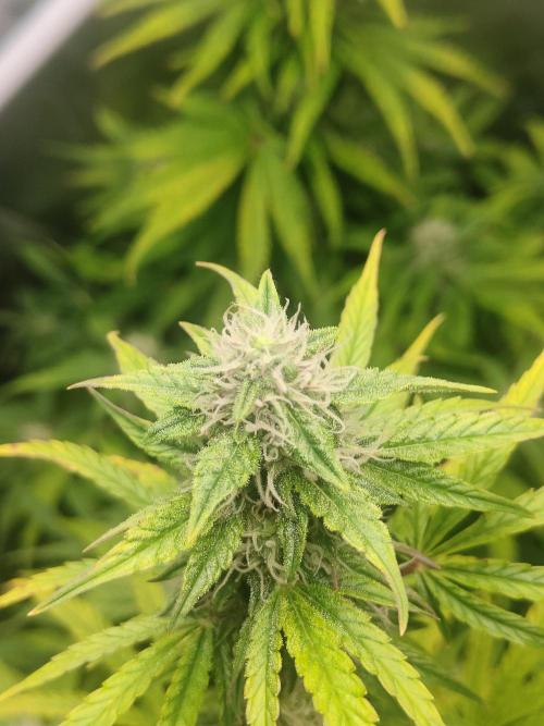 Auraaa. Week 10