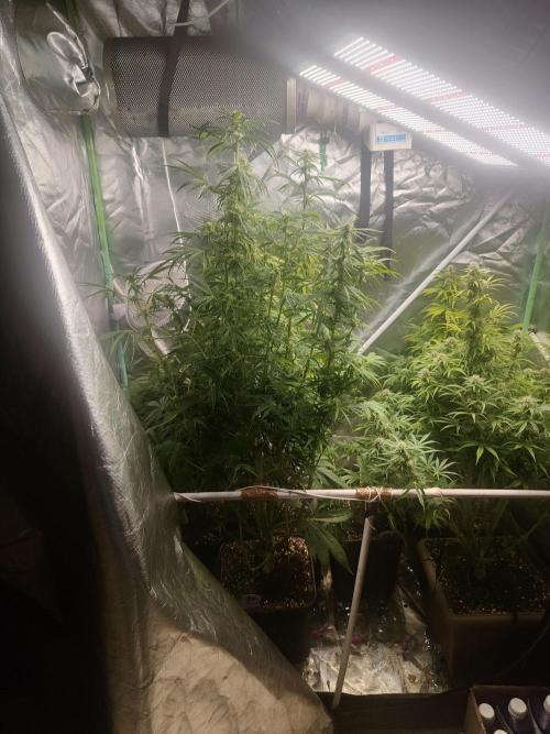 Auraaa. Week 10
