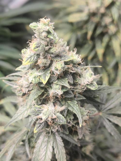 Auraaa. Week 15 - Nl x bb