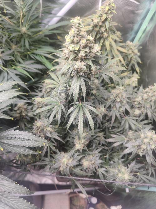 Auraaa. Week 15 - Nl x bb