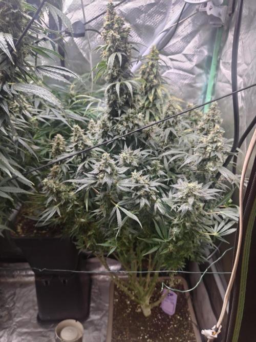 Auraaa. Week 15 - Nl x bb