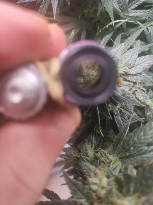 Auraaa. Week 15 - Nl x bb