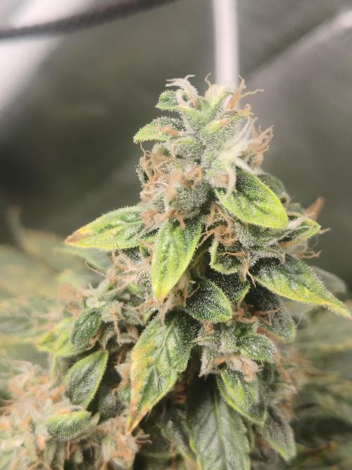 Auraaa. Week 15 - Dis