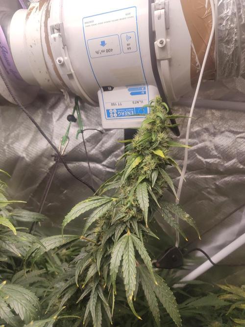 Auraaa. Week 15 - Nl x bb 2