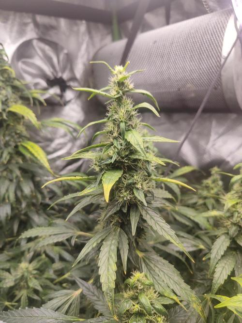 Auraaa. Week 15 - Nl x bb 2