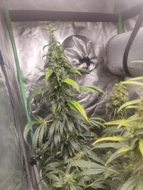 Auraaa. Week 15 - Nl x bb 2