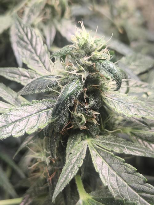 Auraaa. Week 15 - Nl x bb 2