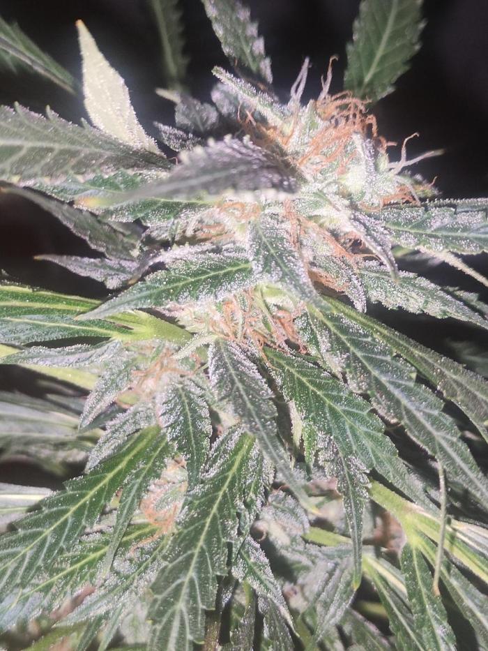 Auraaa. Week 16