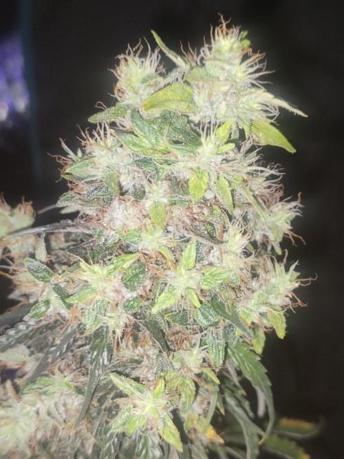 Auraaa. Week 16