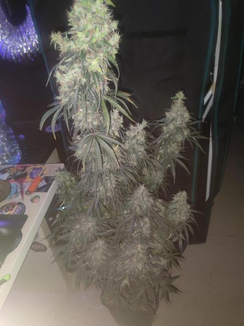 Auraaa. Week 16