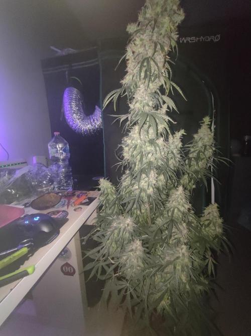 Auraaa. Week 16