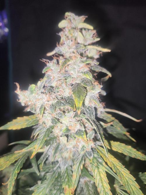 Auraaa. Week 16