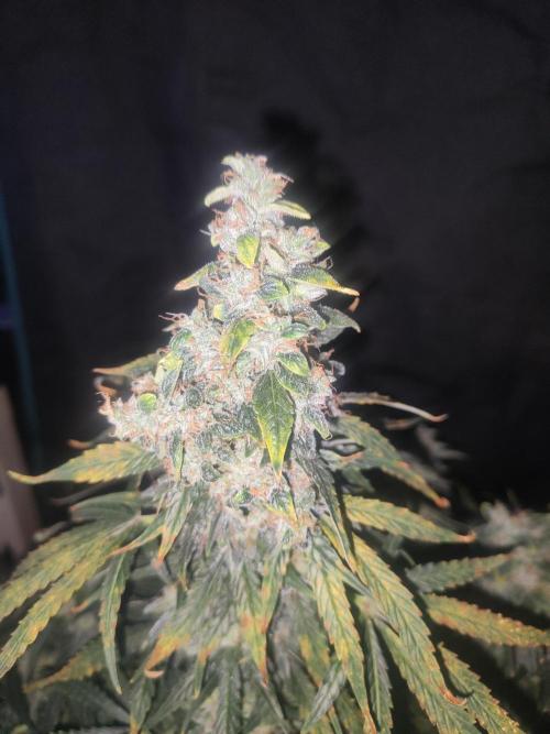 Auraaa. Week 16