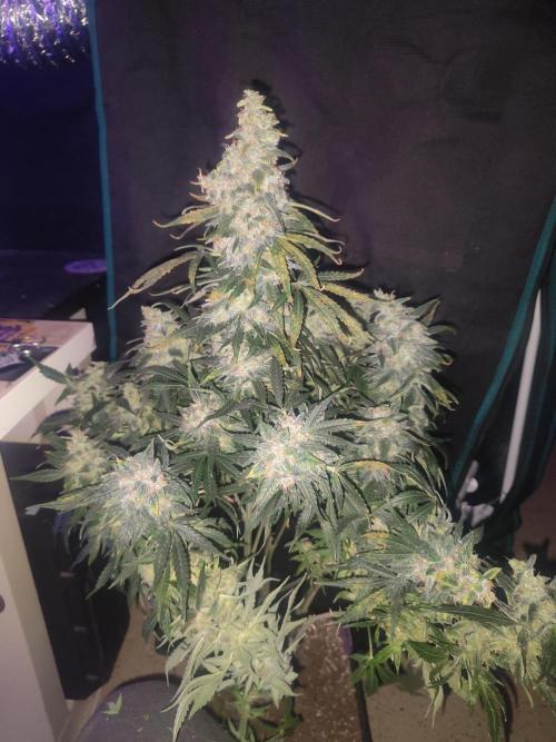 Auraaa. Week 16
