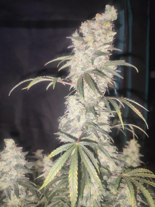 Auraaa. Week 16