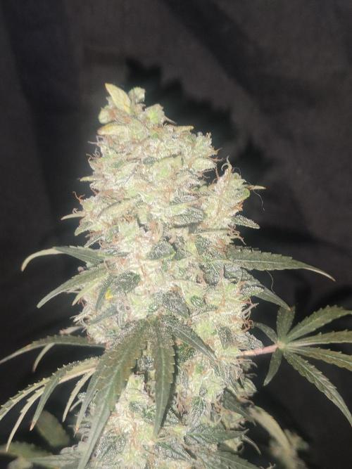 Auraaa. Week 16