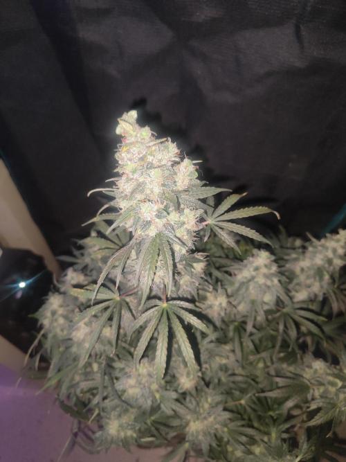 Auraaa. Week 16