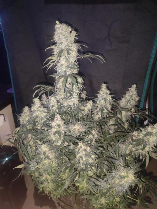Auraaa. Week 16