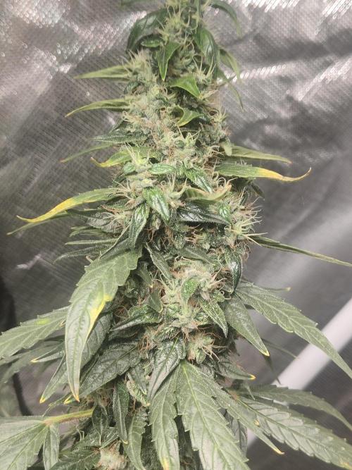 Auraaa. Week 16