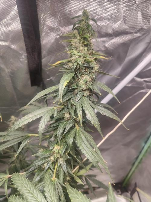 Auraaa. Week 16