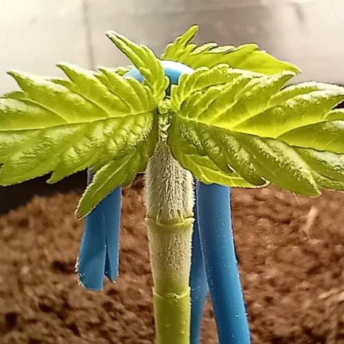 Jealousy Dankness. Week 4