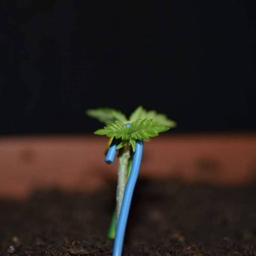 Anesia Seeds Future 1® grow journal week4 by Silky_smooth GrowDiaries