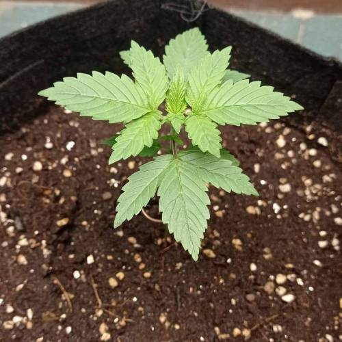 purple haze auto . Week 2 - 12