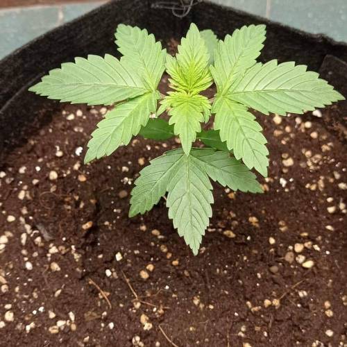 purple haze auto . Week 2 - 14