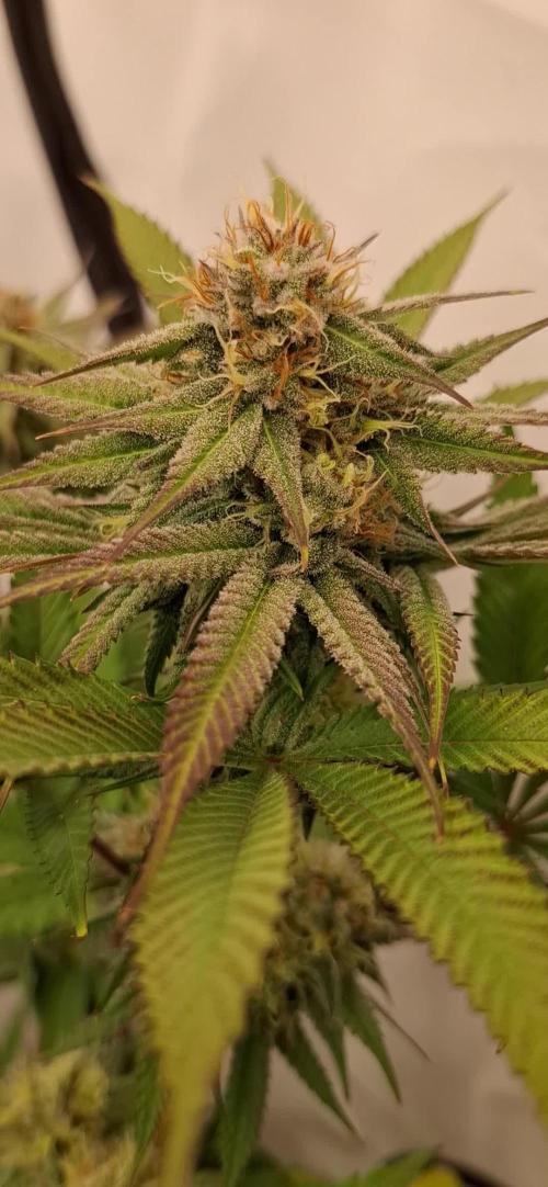@Barney's Farm (Runtz x Layer cake 🎂)