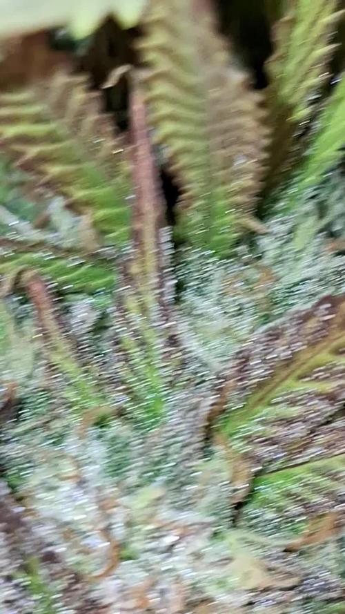 Papya Zoap by Sweet Seeds