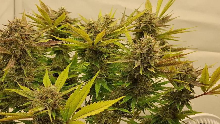 Anesia 'Frozen Black Cherries