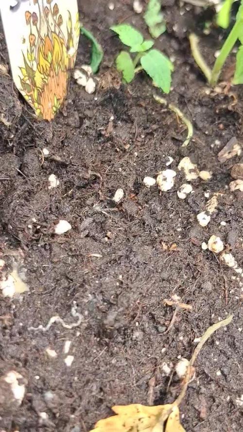 Strawberry 🍓 Cola Sherbet F1 by @Sweetseeds