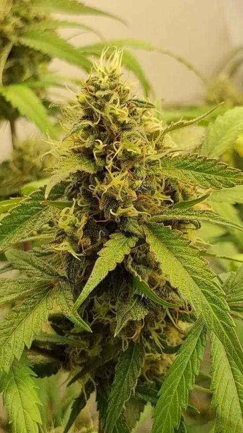 Banana Fumes OSS