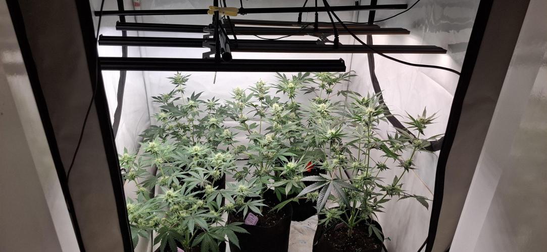 5 of the best, from @Barneys Farm. Week 5