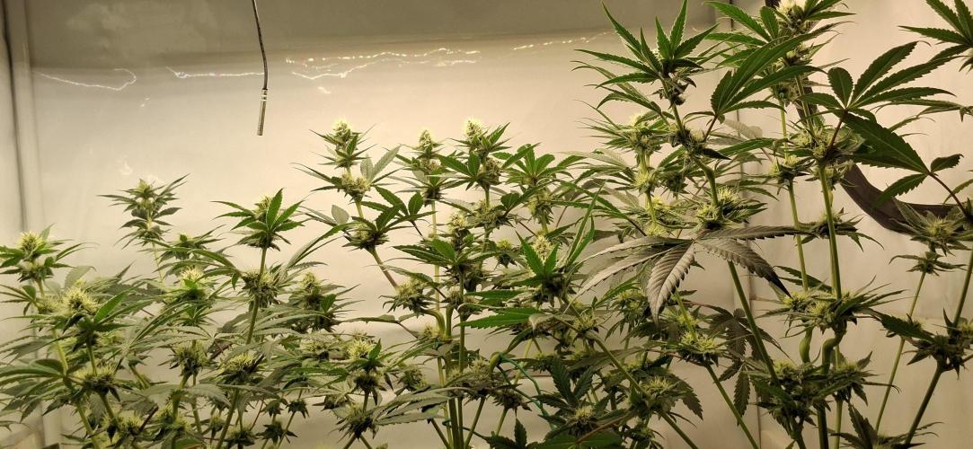 5 of the best, from @Barneys Farm. Week 5