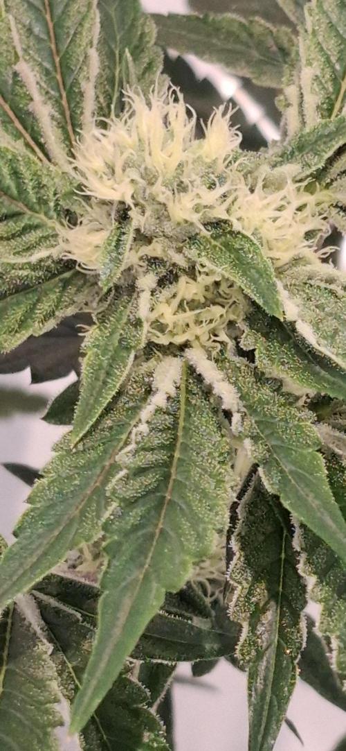 5 of the best, from @Barneys Farm. Week 5