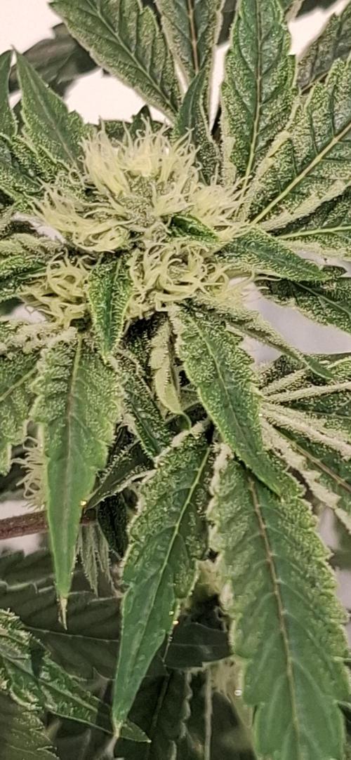 5 of the best, from @Barneys Farm. Week 5