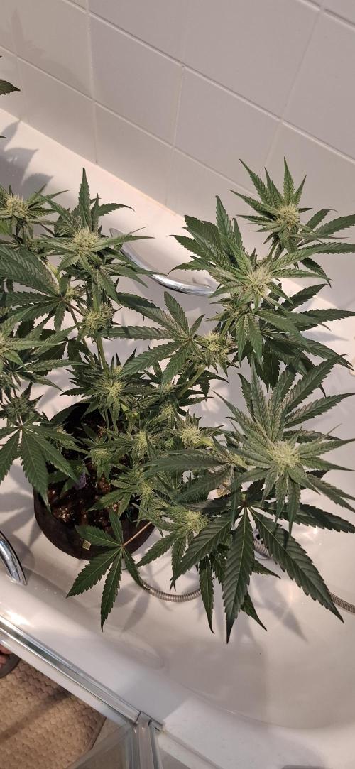 5 of the best, from @Barneys Farm. Week 5