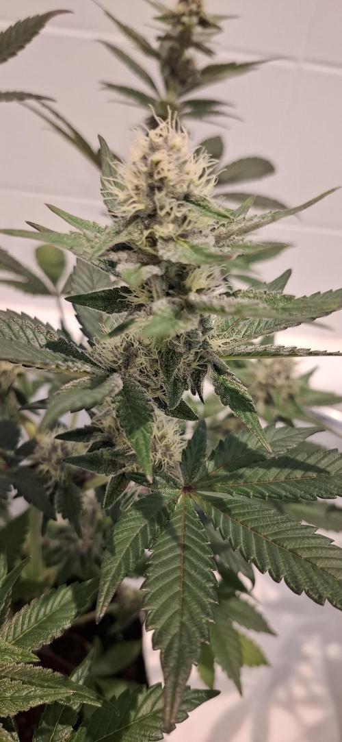 5 of the best, from @Barneys Farm. Week 5