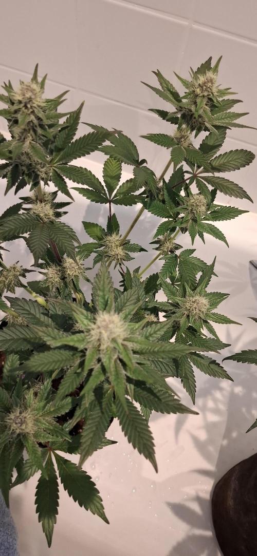 5 of the best, from @Barneys Farm. Week 5