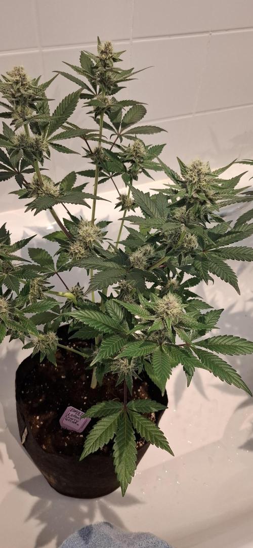 5 of the best, from @Barneys Farm. Week 5