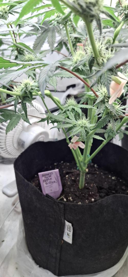 5 of the best, from @Barneys Farm. Week 5