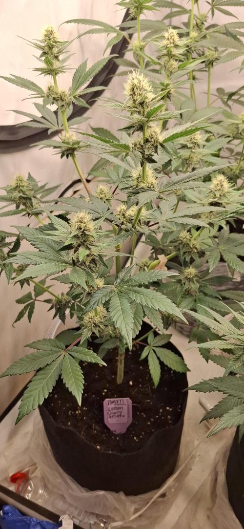 5 of the best, from @Barneys Farm. Week 5