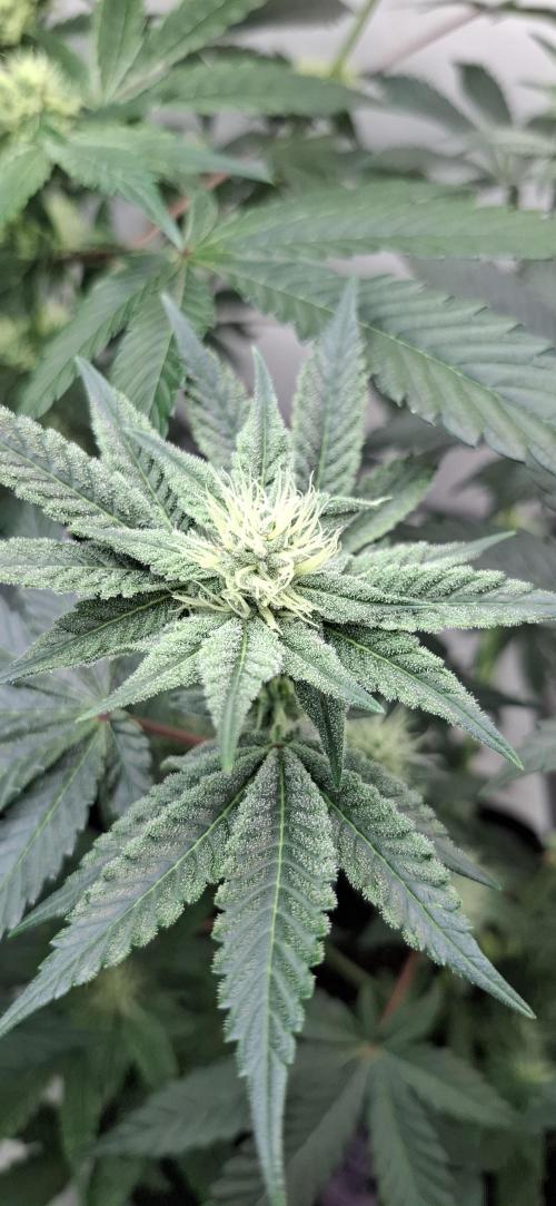 5 of the best, from @Barneys Farm. Week 5